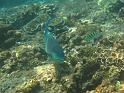 Similan (107)